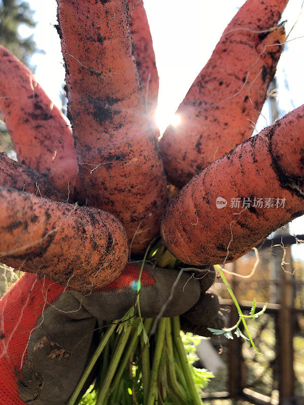 园丁在自家种植的新鲜橙子花园胡萝卜