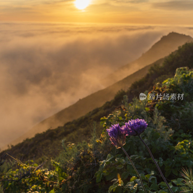 春花盛开在太平洋上空形成的低云美景的全景前。美国加州西海岸，卡布里洛高速公路，大苏尔附近的山脉