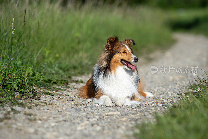 自然界中的设得兰牧羊犬肖像