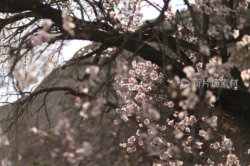 粉红色的樱花