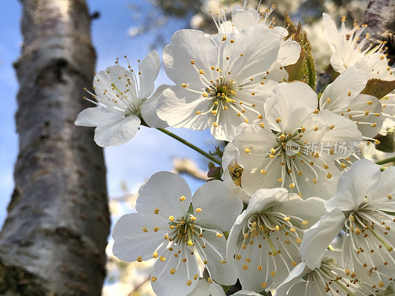 樱花