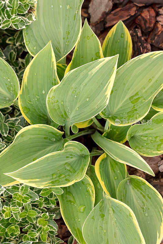 玉簪属草本植物花朵特写