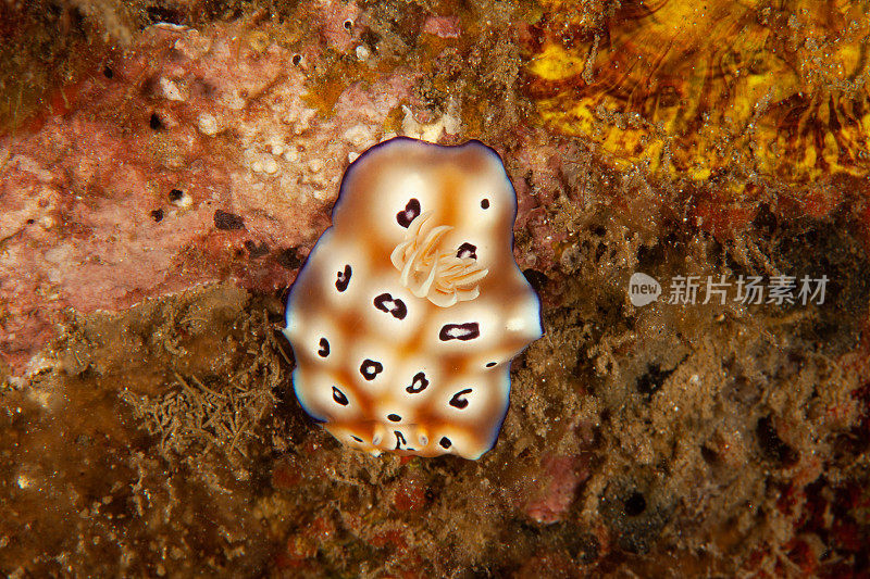 海洋生物。彩色的海蛞蝓水下生物裸鳃