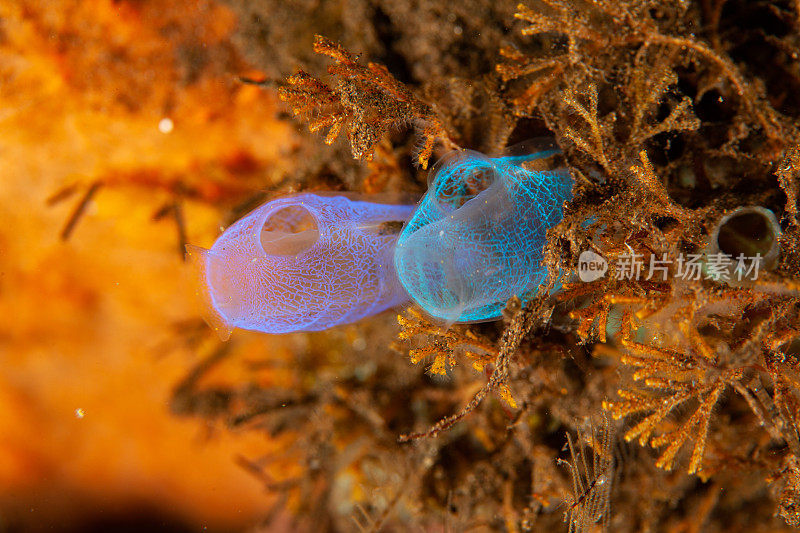 热带水族馆，热带水域海葵大近距离触须