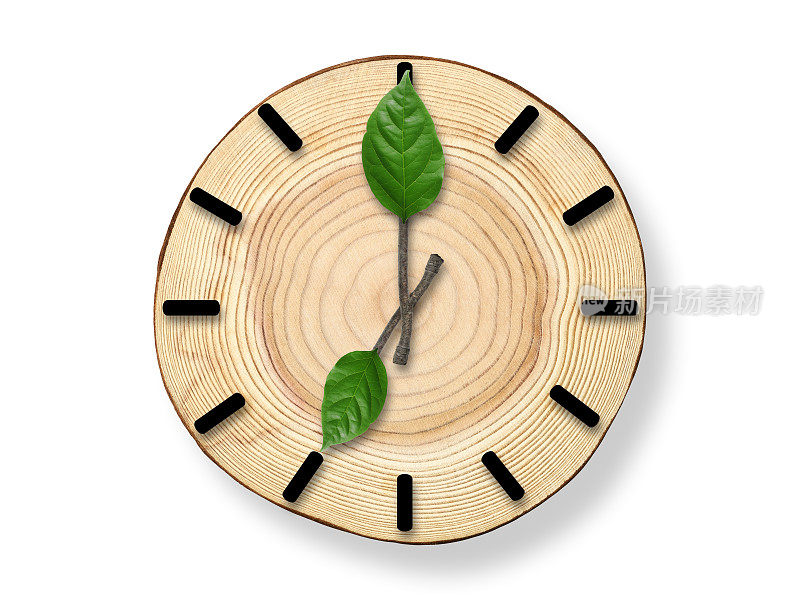 木质横截面时钟与树枝时钟指针在白色的背景。