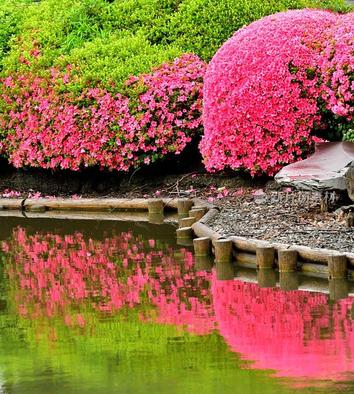 池塘上杜鹃花的对称倒影