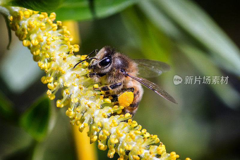 在春季，一只蜜蜂昆虫从法国垂柳树上采集花蜜