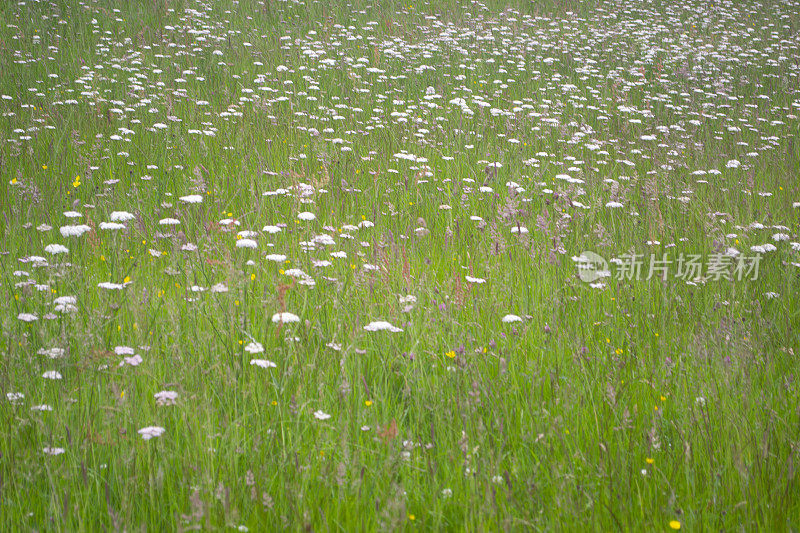 野花的草地