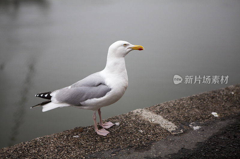 海鸥在港口的码头