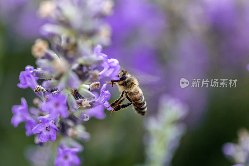 蜜蜂在薰衣草