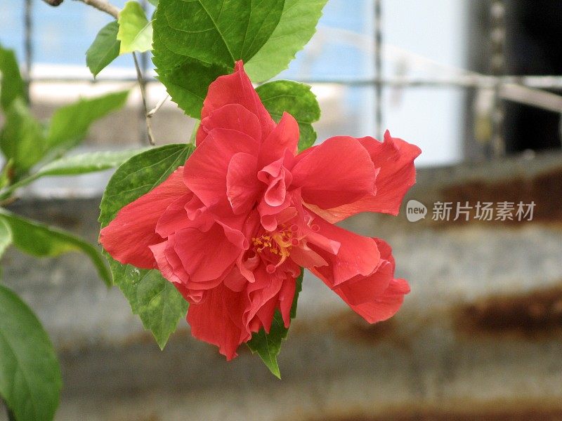 红色的木槿或玫瑰锦葵花在树上