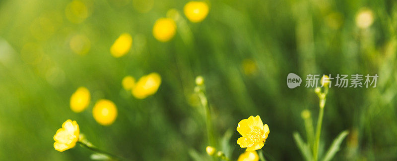 黄花满地