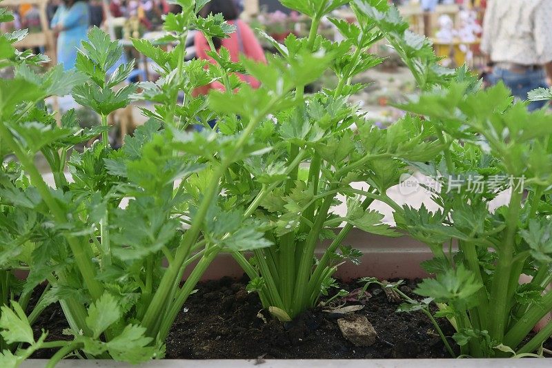 种植芹菜(芹菜)的槽状菜园，茎长纤维状，逐渐变细成叶片