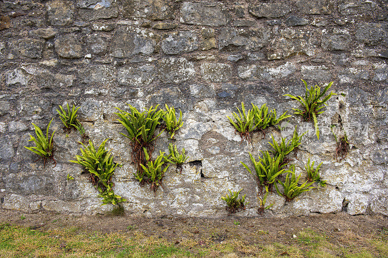 绿色植物和白色地衣通过在石墙表面的生长来克服逆境。