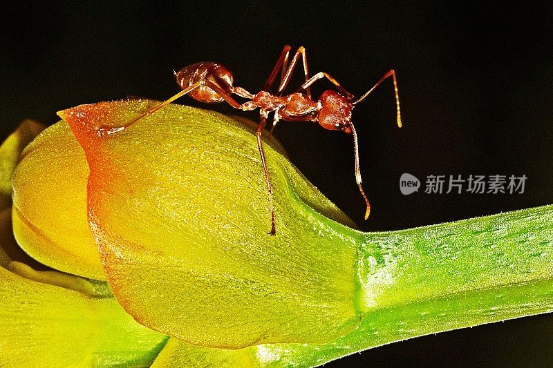 蚂蚁在黄花上。