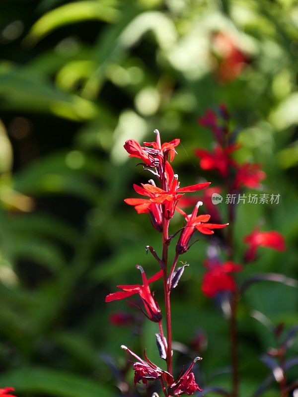 古老的围墙英国乡村别墅花园和分配与植物和鲜花