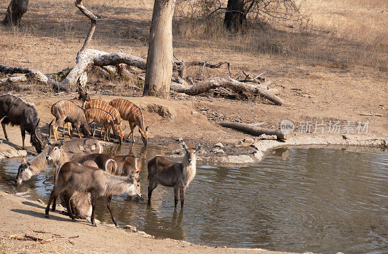 马拉维马吉特野生动物保护区，水鹿和尼亚拉在水坑里饮水