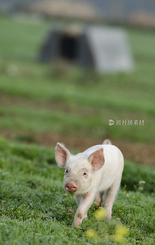 有机小猪在有机猪舍前的草地上行走