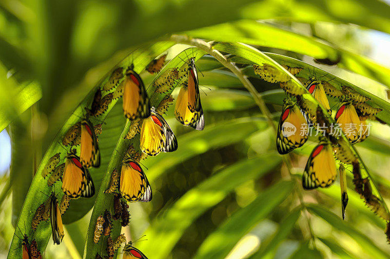 一大群美丽的黄色、白色和橙色的抽象彩绘蝴蝶，在棕榈叶下，从茧中钻出来，准备开始它们的蝴蝶生活。