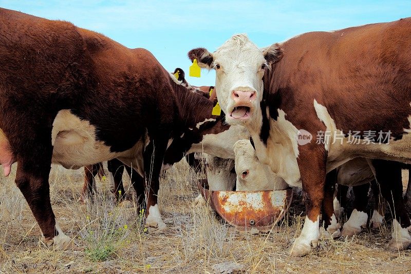 牧草喂养的肉牛，赫里福德小母牛，在干旱期间从槽喂养