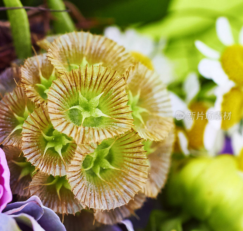 花朵细节特写开花