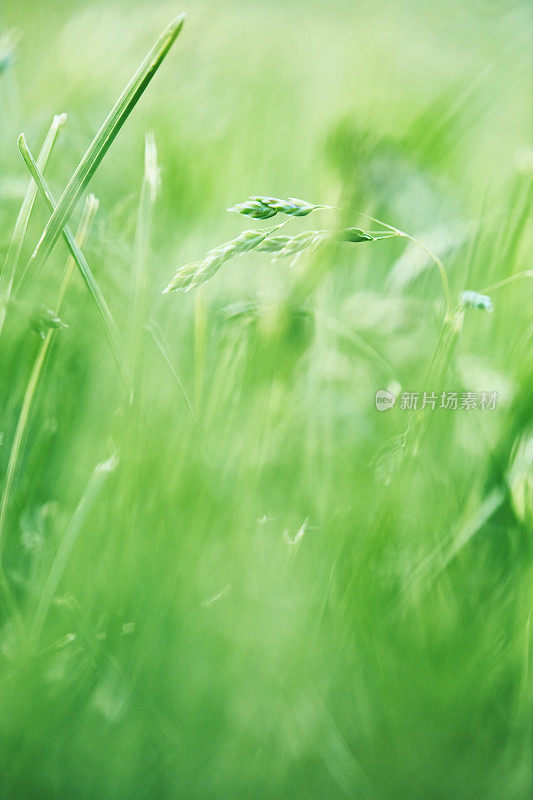 带有水滴和阳光的草的抽象背景