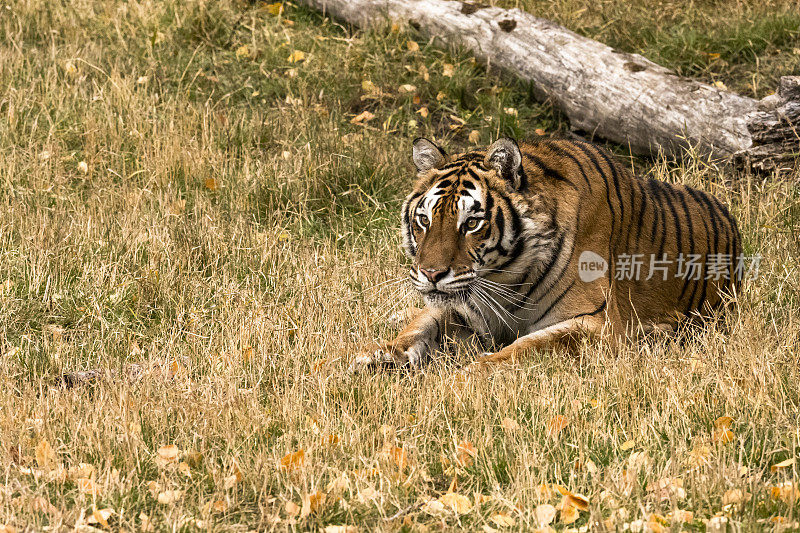 草中东北虎自然圈养