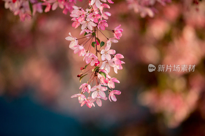 野生樱花