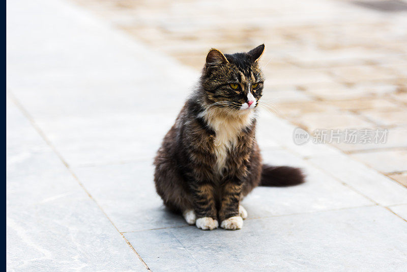 可爱的棕色和黑色的猫坐在地上