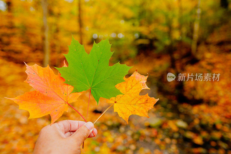 近处的枫叶，背景是秋天的森林