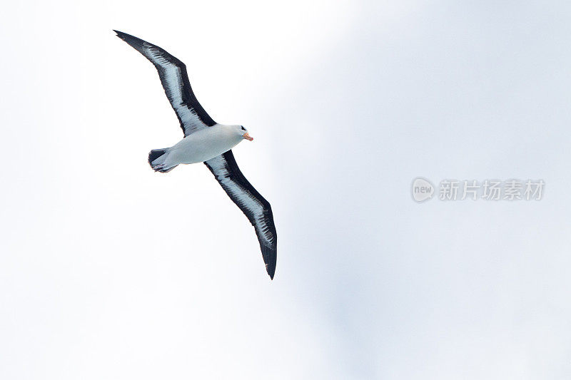 飞行中的海带海鸥