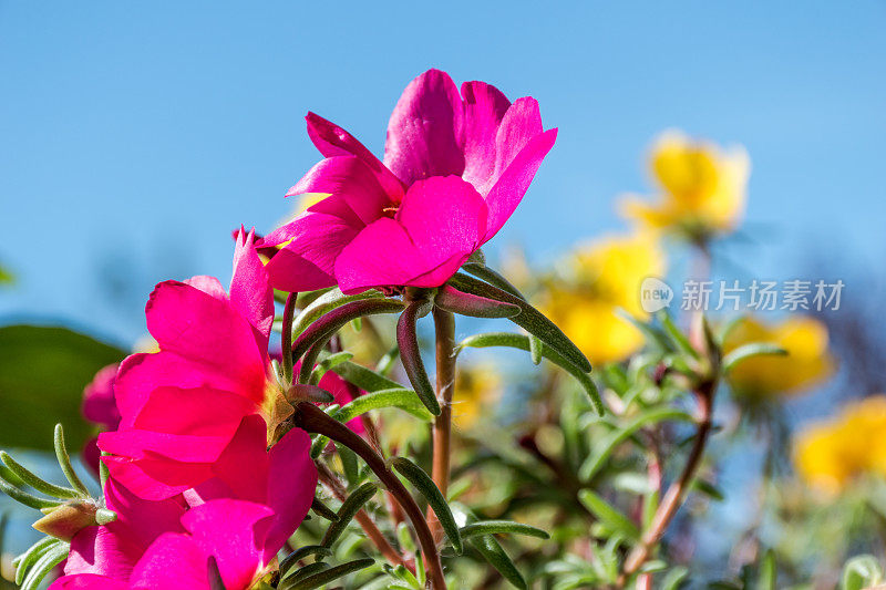 美丽的花苔藓玫瑰马齿苋对蓝天
