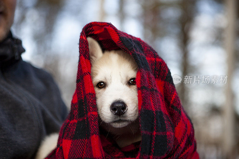 可爱的哈士奇小狗