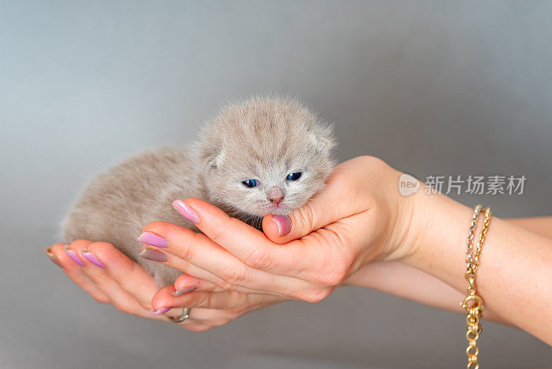 一个女人抱着并抚摸着她的苏格兰折耳猫