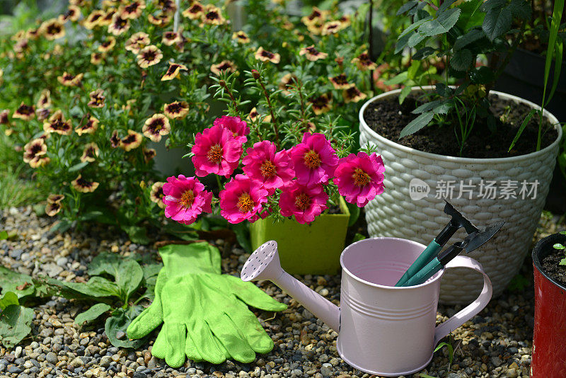 盛开的马齿苋花与喷壶，工具和手套在花园里