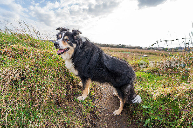 边境牧羊犬站在乡下