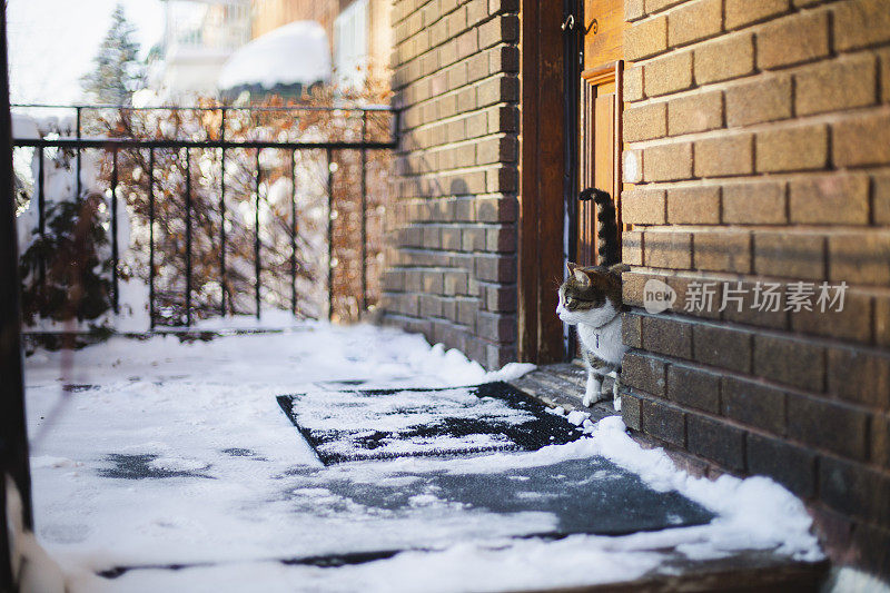 冬天门廊上的一只猫