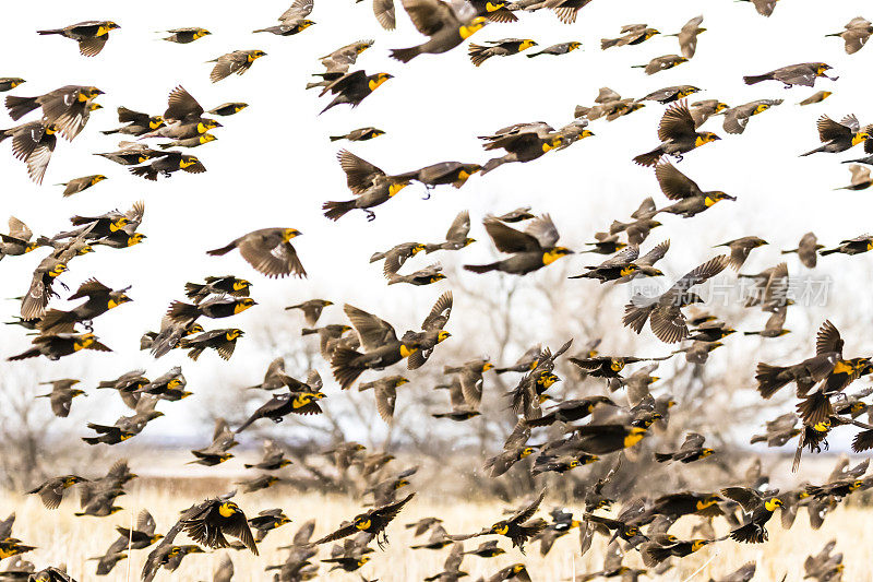 白水绘野生动物保护区的黄头黑鸟(黄头黑鸟)的喃喃低语