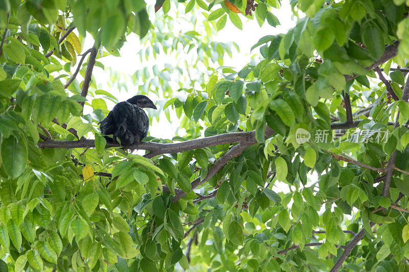 在树上筑巢的鸡