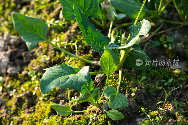 春天阳光下的菠菜田