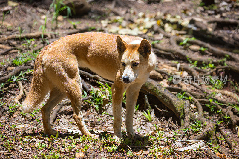 澳大利亚:Dingo