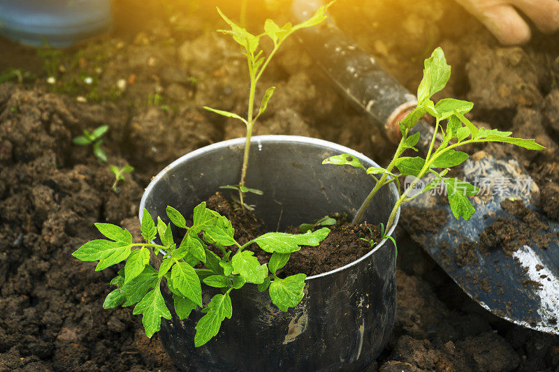 在农田里用磷肥种植番茄树苗