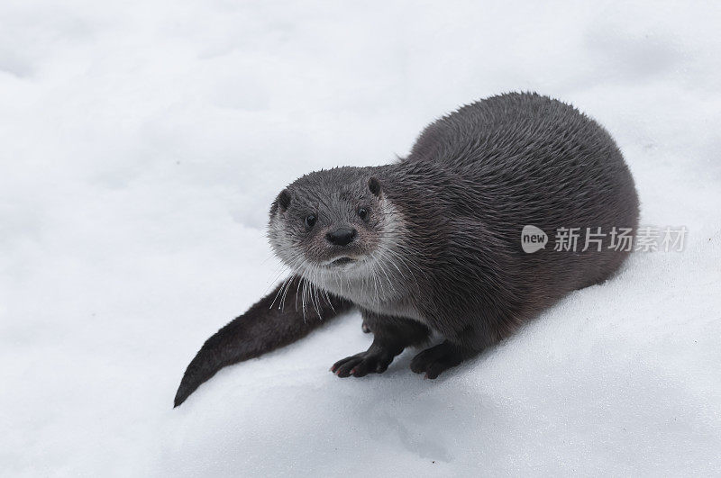 冬天的欧洲水獭