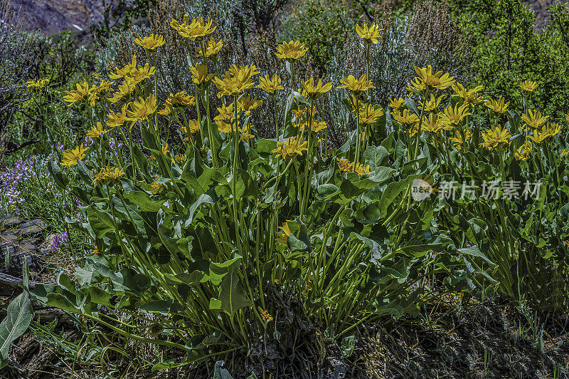 矢叶香是菊科的一种开花植物，被称为矢叶香。麦基溪峡谷，内华达山脉，因约国家森林，加利福尼亚州。