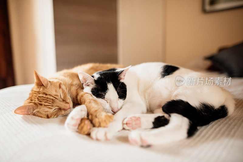 两只猫躺在床上