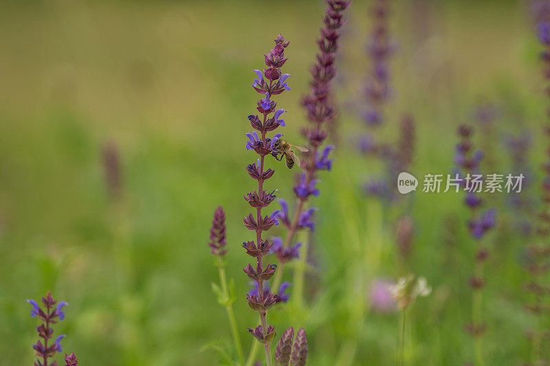 一只蜜蜂飞过一朵花