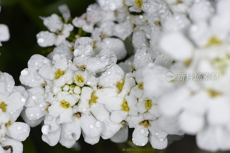 屈曲花属植物