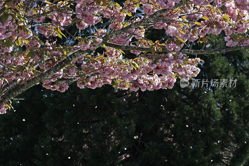 加拿大一棵樱桃树的花瓣飘落