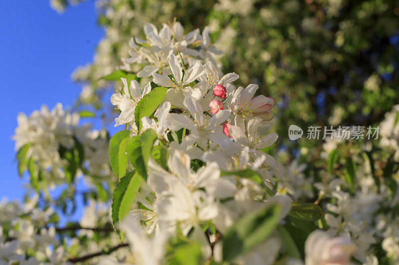 白色的杏树在湛蓝的天空下开花