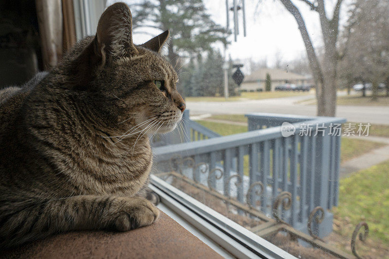 一只往窗外看的猫